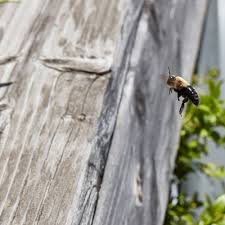 Bee's leave a distinct circle shaped hole from their stinger. Identifying Carpenter Bees
