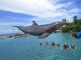Should I Boycott Seaworld Solo Mom Takes Flight Jamaica Travel Dolphins Ocho Rios Jamaica