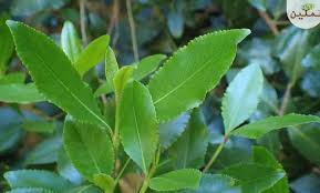 دراسة علاقة القات بالسكري في جازان تنشر بمجلة دولية محكمة. Ø¹Ø´Ø¨Ø© Ø§Ù„Ù‚Ø§Øª Ø¨ÙŠÙ† Ø§Ù„Ø§Ø³ØªØ®Ø¯Ø§Ù… Ø§Ù„Ø·Ø¨ÙŠ ÙˆØ§Ù„Ø¥Ø¯Ù…Ø§Ù† Tamkiin ØªÙ…ÙƒÙŠÙ†