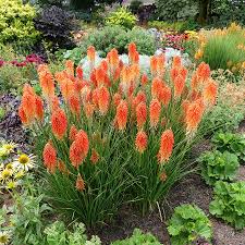 Image result for Kniphofia
