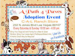 Pet service in las vegas, nevada. Pets For Adoption At A Path 4 Paws Dog Rescue In Las Vegas Nv Petfinder