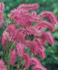 Long flowering perennials for shade. Japanese Burnet Shade Zones 4 9 2ft By 2ft Attractive Blue Green Foliage Perennial Shade Flowers Shade Perennials Shade Plants