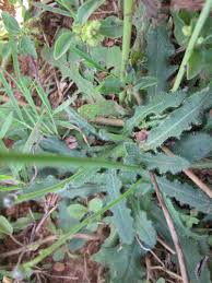 Image result for Hypochaeris radicata