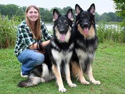 Shiloh Shepherds Bigger Than German Shepherds Oh My Gosh These Are Gorgeous Shiloh Shepherd Dog Shiloh Shepherd Dogs