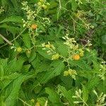 Image result for Hoslundia