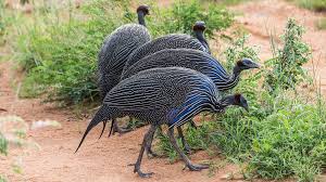 We offer you the best live streams to turkey match today. Guinea Fowl The Best Security Guard You Can Employ Cgtn