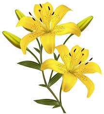 Yellow Lilies Png Clipart Image Lily Painting Flower Drawing Flower Painting
