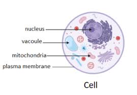M embrane semipermeability is a consequence of the internal hydrophobic environment of membranes, created by the lipid fatty acid chains, which is. Plasma Membrane Is A A Permeable B Selectively Permeable Class 11 Biology Cbse
