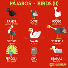 Pajaros Birds En 2020 Como Aprender Ingles Basico Aprendizaje De Ingles Para Ninos Vocabulario En Ingles