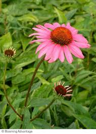 Here are some of the best we grow in the better homes and gardens test garden. Echinacea Purpurea Ruby Star