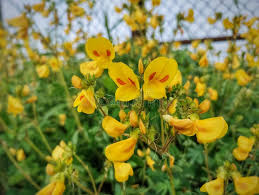 Image result for Smithia