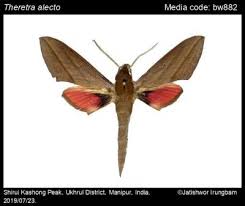 Image result for Alectra dunensis