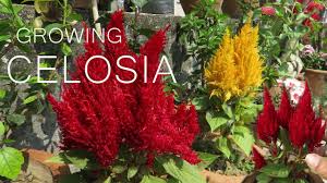 Image result for Celosia elegantissima