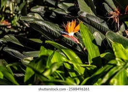 Image result for Strelitziaceae