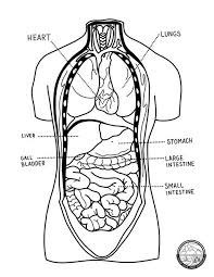 Human anatomy coloring sheets in body pages. Color Your Own Adventure Abby Hersey