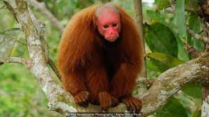 Bald Uakari Cacajao Calvus Rubicundus Credit Credit Rolf Nussbaumer Photography Alamy Stock Photo Uakari Primates Animals