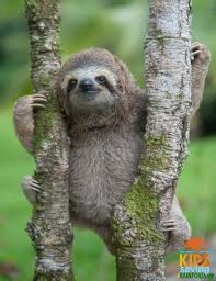 Happy Sloth Sunday Kids Saving The Rainforest S 1st Book Is On Amazon Read The Wonderful Story Of H Cute Baby Sloths Cute Sloth Pictures Costa Rica Animals