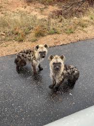 Kruger Sightings On Twitter Hyena Cute Animals Animal Pictures