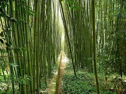 Maybe you would like to learn more about one of these? Hd Wallpaper Pathway Surrounded With Bamboos Garden Japanese Garden South Of France Wallpaper Flare