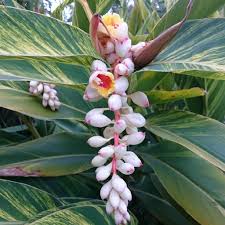 Learn more about growing lilies. Alpinia Zerumbet Variegata Shell Ginger Variegata In Gardentags Plant Encyclopedia