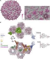 Watch dominican bbw head doctor p1 online on youporn.com. Near Atomic Structure Of An Atadenovirus Reveals A Conserved Capsid Binding Motif And Intergenera Variations In Cementing Proteins Science Advances