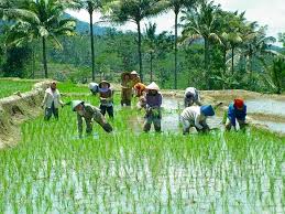 Di dalam sebuah negara, tentu terdapat perekonomian yang berguna untuk menyokong kehidupan bernegara. Sistem Ekonomi Tradisional Traditional Economy Berbagaireviews Com