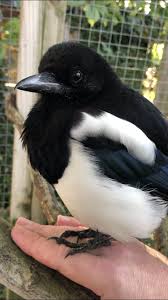 Sophie The Magpie On Aves