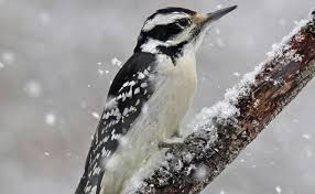 How to prevent peachtree borers. Where Do Winter Birds Go At Night