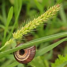 Image result for Setaria pumila