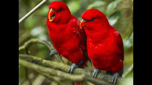 You Wont Believe How Birds Are Love Each Other Lovely Pair Bird Kissing Most Beautiful Birds Beautiful Birds Colorful Birds
