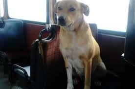 dvornyazhka otkuda poyavilas i kak vyzhivaet v sovremennom gorode obzor video