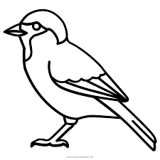 We've searched high and low for free bird coloring pages. Sparrow Coloring Page Ultra Coloring Pages