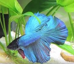 Adding a betta to a community tank can cause it there are 22 references cited in this article, which can be found at the bottom of the page. The Best Substrate For Betta Fish Tanks Aquarium Adviser