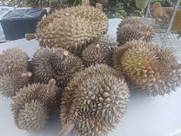 Hawaii Tropical Fruit Growers