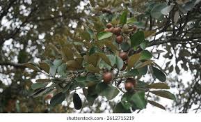 Image result for Manilkara kauki