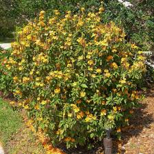 Image result for Crossandra puberula