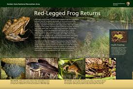 Check spelling or type a new query. Red Legged Frog Returns Golden Gate National Recreation Area U S National Park Service