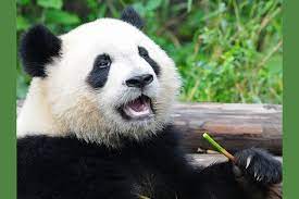 Which Animal Are You Panda Facts Animals National Geographic Kids
