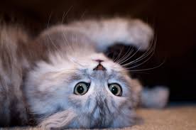 Check spelling or type a new query. Gambar Haiwan Comel Shefalitayal