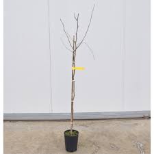 Che si tratti del salotto, dell'ufficio, del bagno o della camera da letto, la presenza di fiori e foglie è in grado da sola di impreziosire l'ambiente donando colore e allegria. On Line Sale Of The Mulberry Plant Fruit Plants Online Mondo Piante