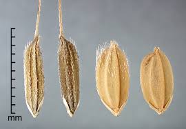 Image result for Oryza