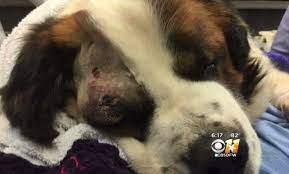 Sporting goods store, fishing store, outdoor equipment store. Texas Family Says St Bernard Tortured And Left For Dead Cbs News