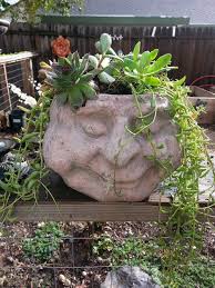 Disposable face masks, select 100 ct. Succulent Head I Bought The Pot At Rite Aid Garden Sculpture Succulents Plants