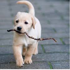 Beaux Chiens Et Chien Mignon Apprenez A Dresser Votre Chien En 15 Minutes Par Jour Chien Mignon Beaux Chiens Animaux Les Plus Mignons