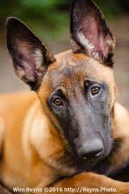 5 Months Old Malinois Puppy Zino Malinois Puppies Belgian Malinois Puppies Belgian Malinois Dog