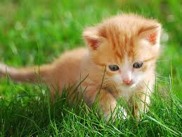 Chat Dans L Herbe 100 Fonds D Ecran Pour Accueillir Le Printemps Linternaute Fond D Ecran Chat Image Chaton Photo Chat