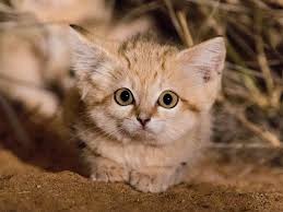 Here are some tidbits about cats and kittens to make them more lovable in your eyes! This Live Cam Wild Cat Footage Takes Adorable Animal Content To The Next Level Lonely Planet