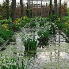 Die Sommer Knotenblume Leucojum Aestivum Gravetye Giant Eignet Sich Sehr Gut Fur Die Bepflanzung Von Teichrandern Un Blumenzwiebeln Bepflanzung Staudengarten