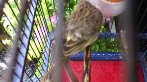 Burung ini satu kerabat dengan burung kenari sehinggaburung blackthroat berasal dari afrika. Blacksang Youtube