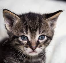 Rather, calico refers to the color variations in a kitty's coat. Square Photo With Head Detail Of Few Weeks Old Tabby Cat Kitten Stock Photo Picture And Royalty Free Image Image 67376534